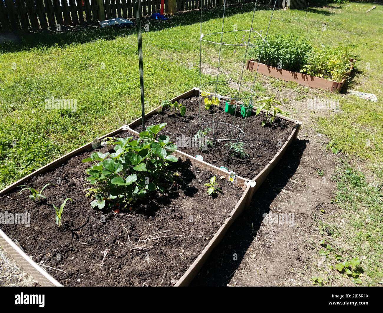 newly planted raised bed backyard garden with plants Stock Photo Alamy