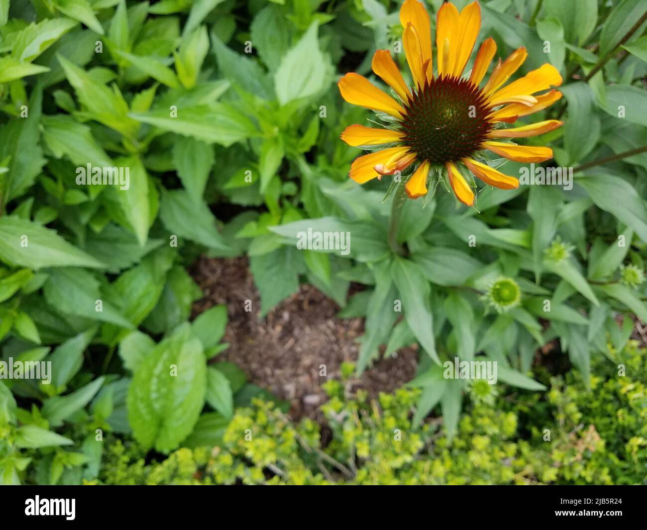 Flower of orange hi-res stock photography and images - Alamy