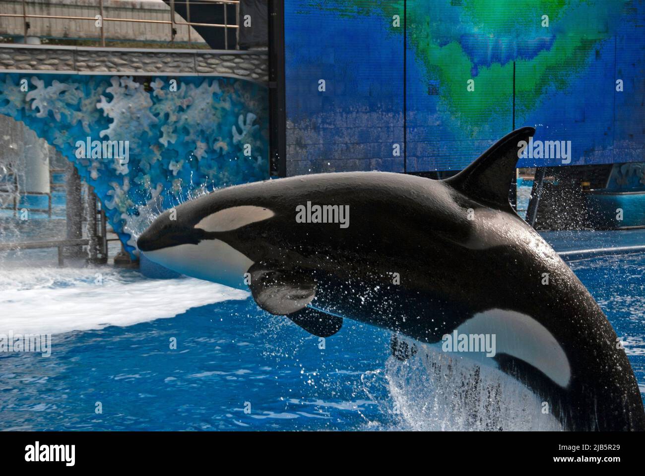 Jumping orca hires stock photography and images Alamy