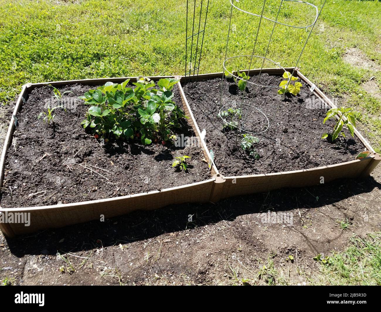 newly planted raised bed backyard garden with plants Stock Photo Alamy