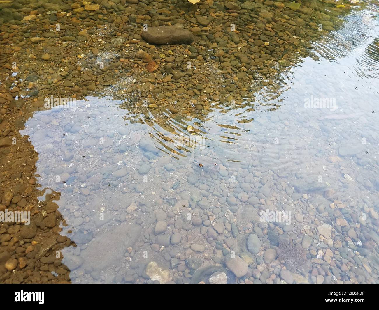 many small black insects floating on water in a river Stock Photo Alamy