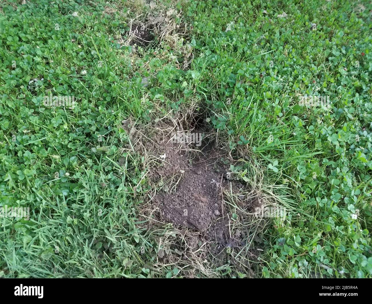 large-hole-dug-in-green-grass-by-an-animal-stock-photo-alamy