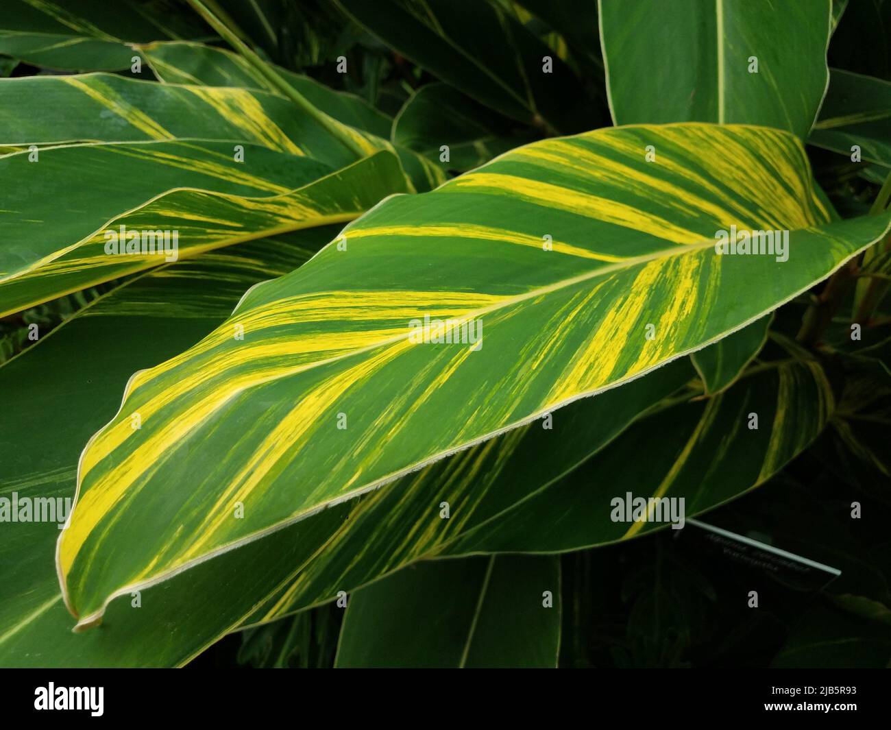 a plant with large green and yellow leaves Stock Photo Alamy