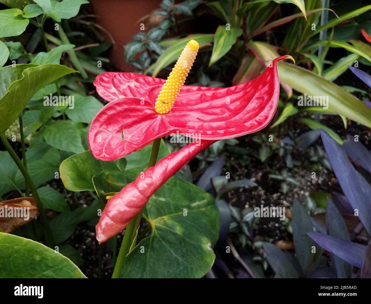 Waxy green leaf plant