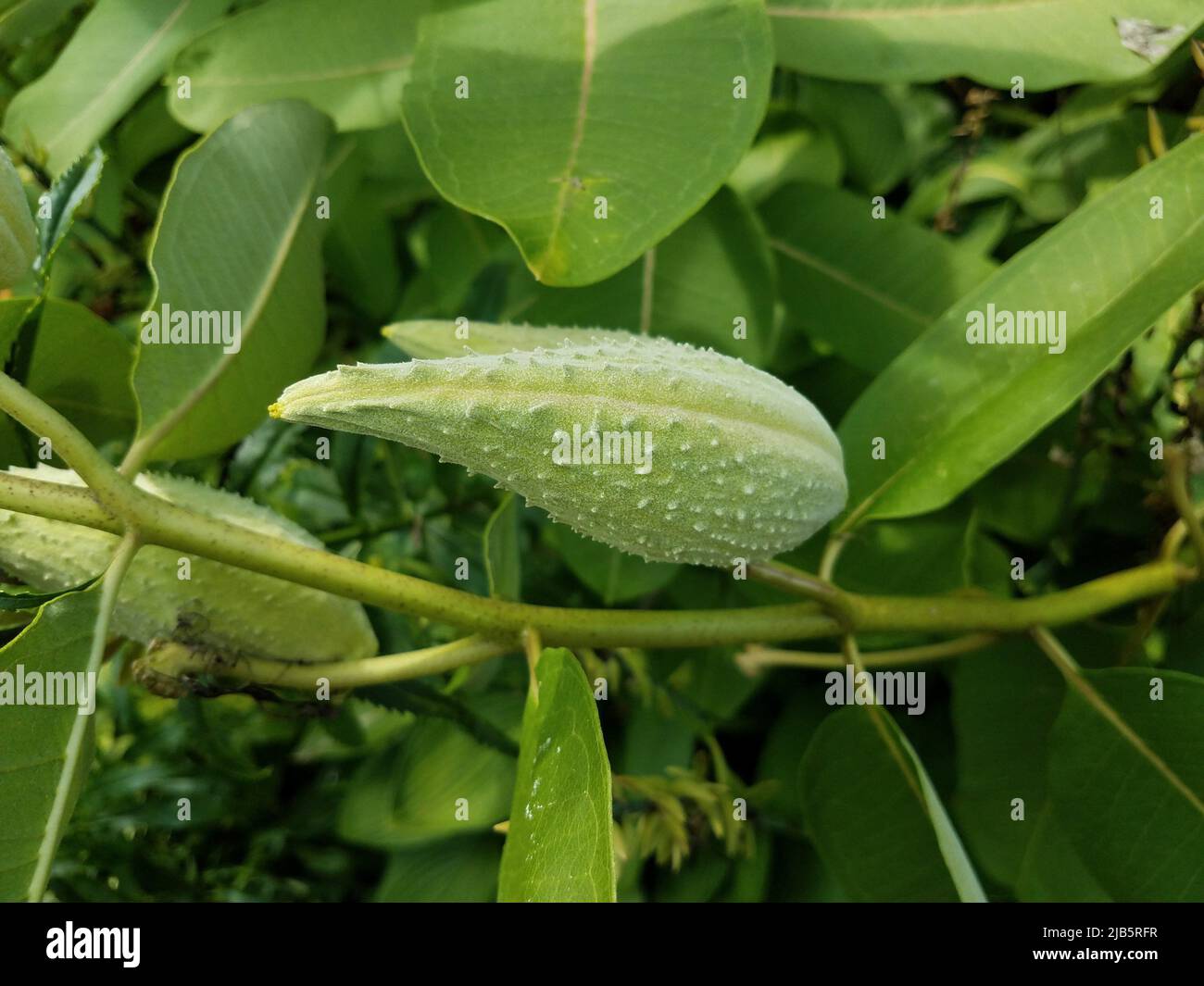 green plant with leaves and bumpy flower pod. Stock Photo