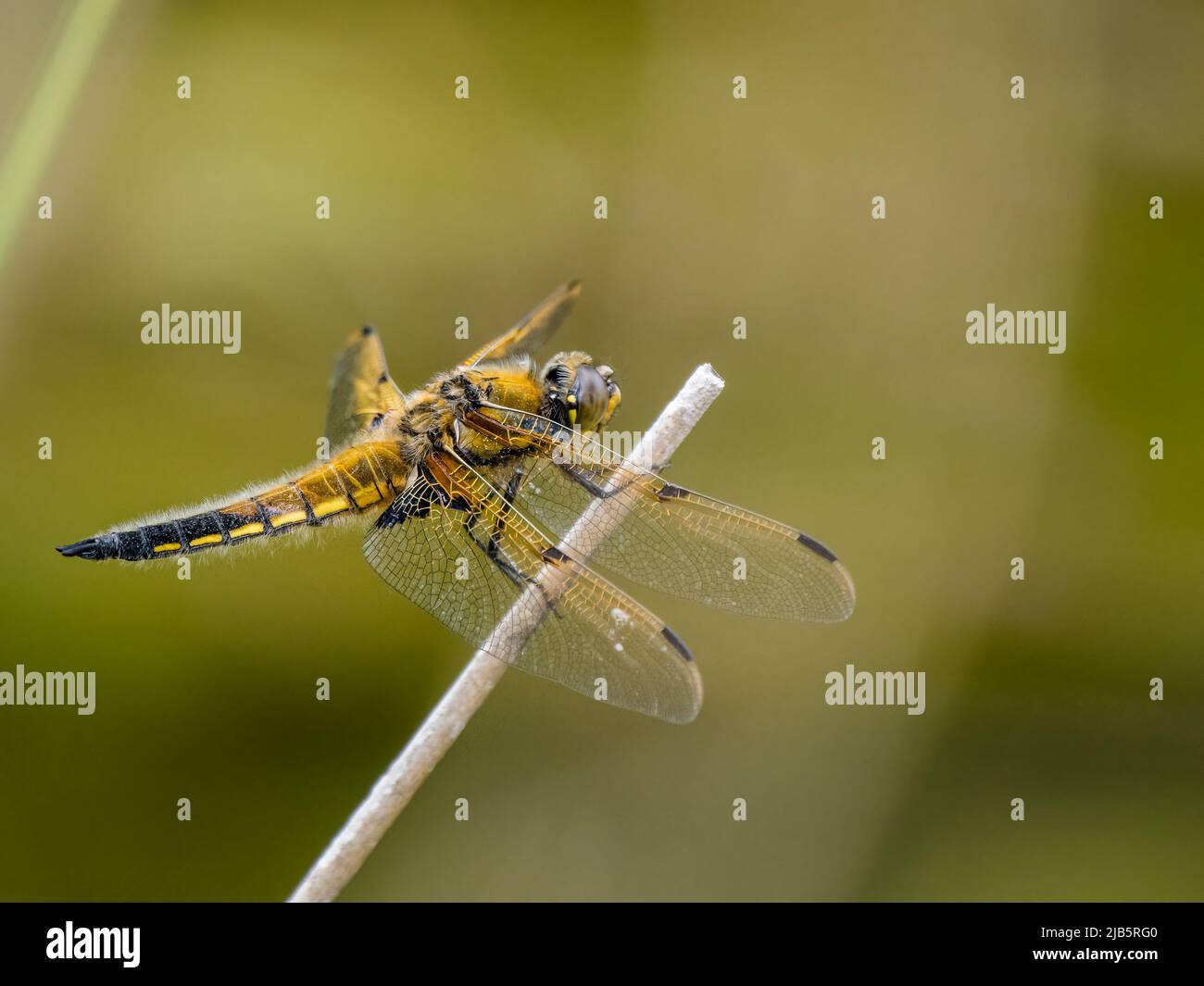 Male four-spotted chaser dragonfly in late spring in mid Wales Stock Photo