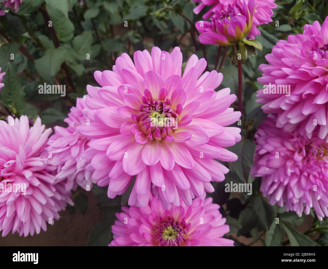 plant with pink flower petals and green leaves Stock Photo Alamy