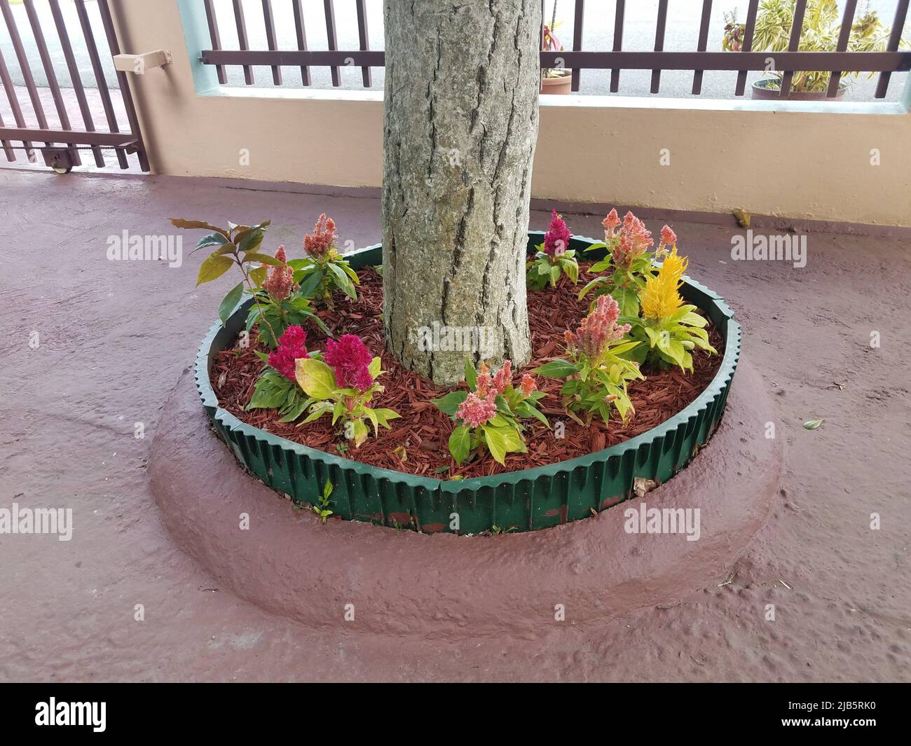 bright red, yellow, and orange flowers at base of tree with red cement