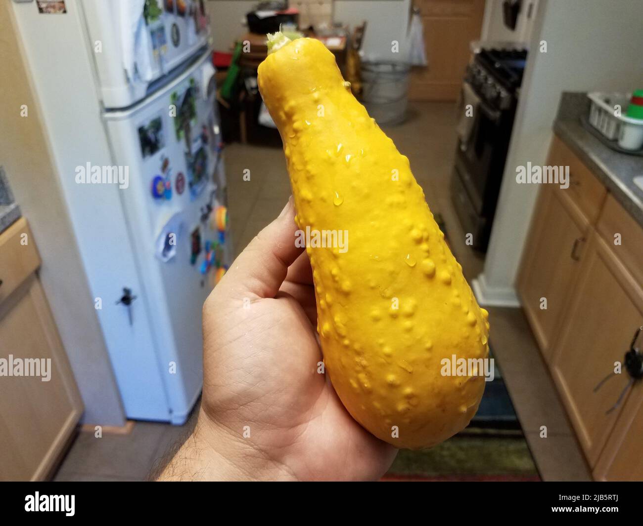 hand holding large yellow squash vegetable with bumps in kitchen Stock Photo Alamy