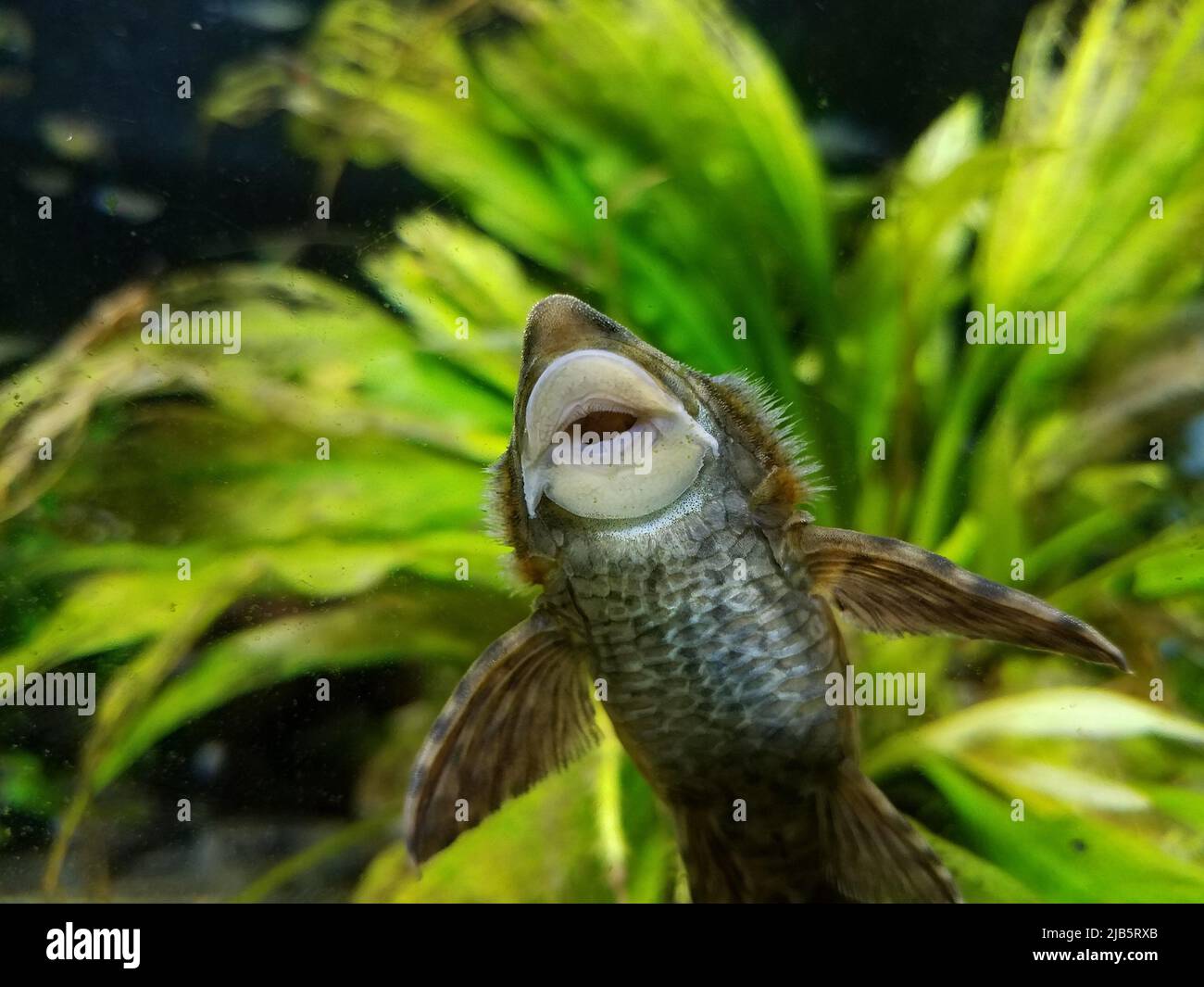 How To Get Rid Of Brown Algae (Diatoms) In The Fish Tank, 60 OFF