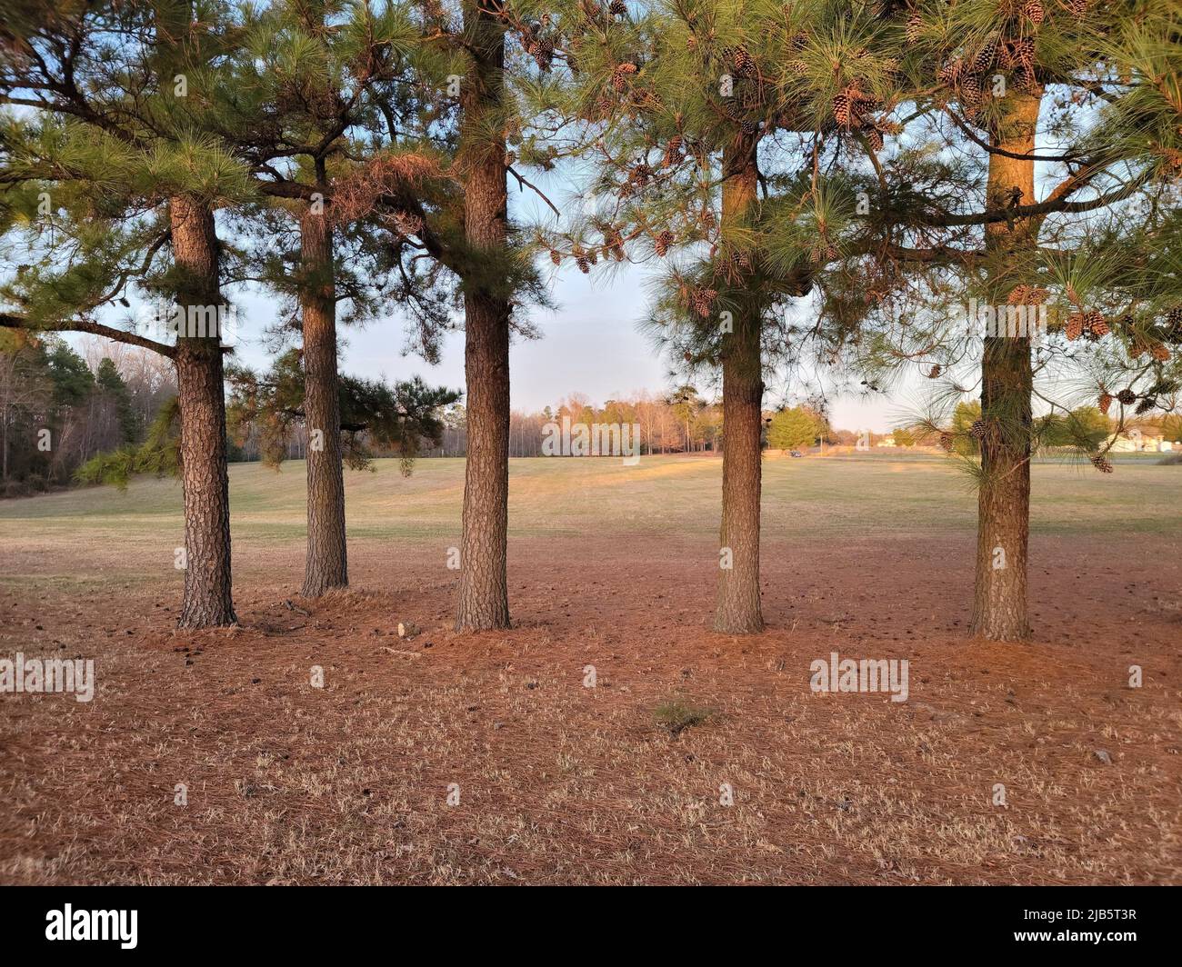 grass field with large pine trees and cones and needles Stock Photo Alamy