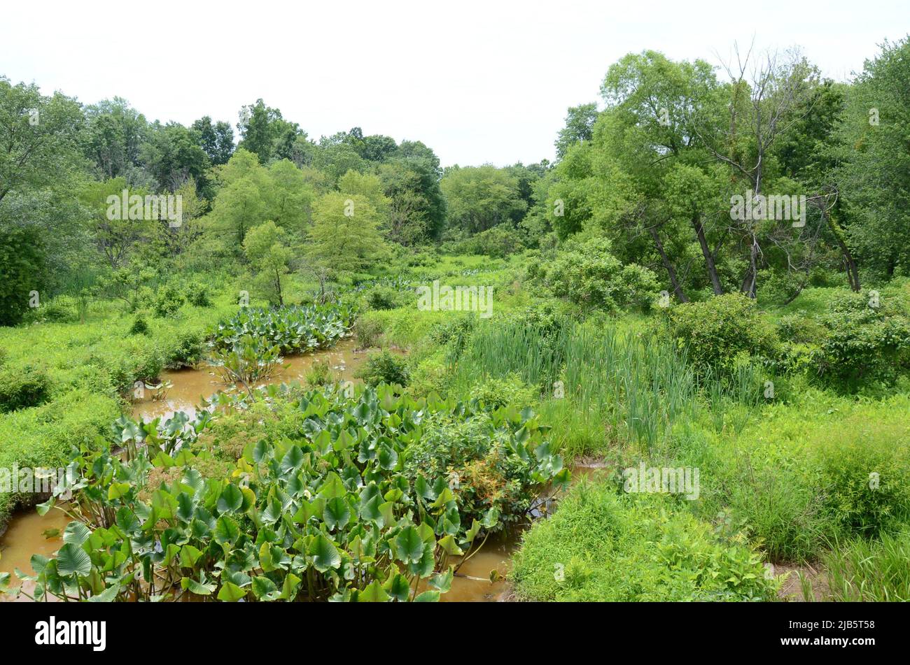 green plants in muddy or murky water in swamp or wetland. Stock Photo
