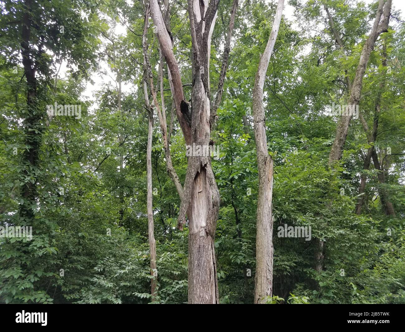 bark falling off of trunk of tree in forest Stock Photo Alamy