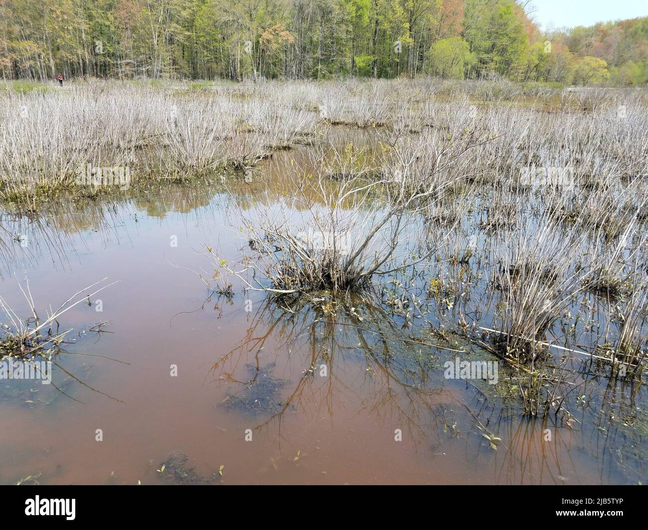 murky or muddy water in lake or pond with algae and plants in wetland Stock Photo Alamy