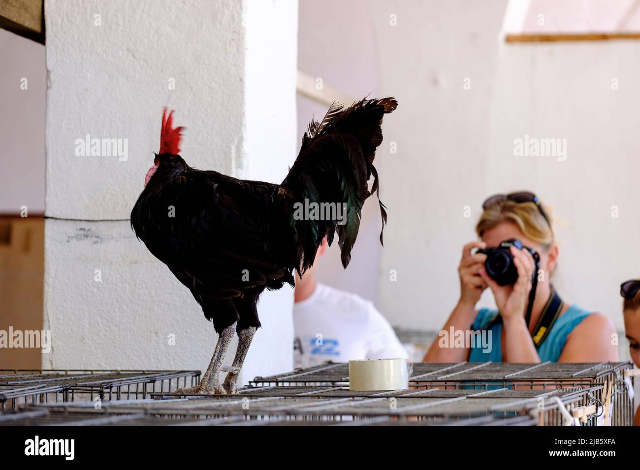 sale of live animals in the local market, Sineu, Mallorca, balearic islands, spain, europe Stock