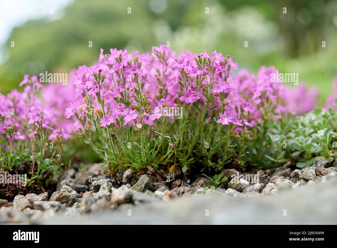 Alpin balsam (Erinus alpinus) in a rockery, Cumbria, UK GB Stock Photo