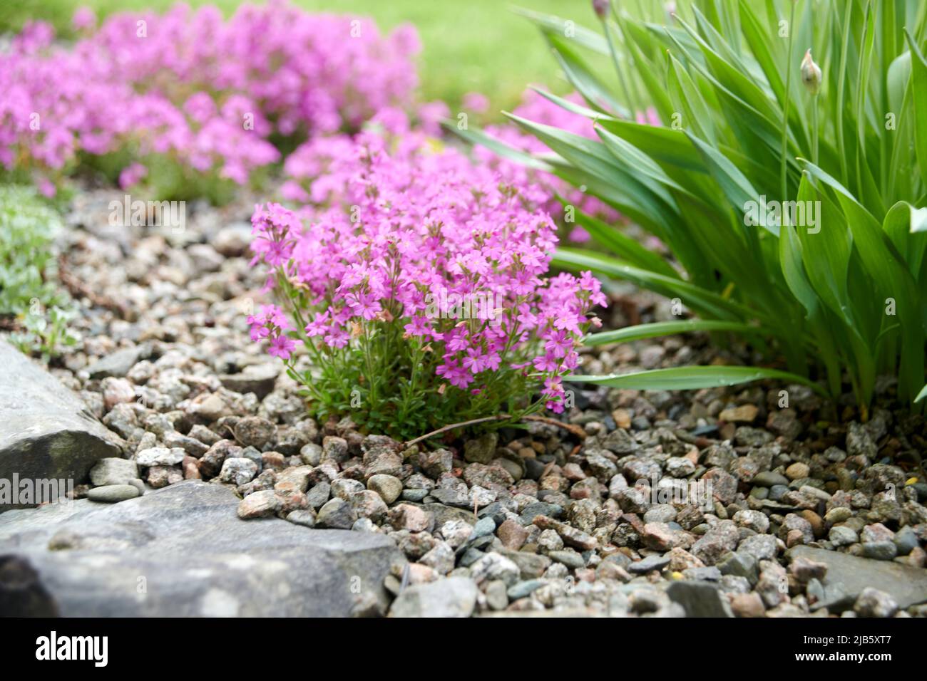 Alpin balsam (Erinus alpinus) in a rockery, Cumbria, UK GB Stock Photo