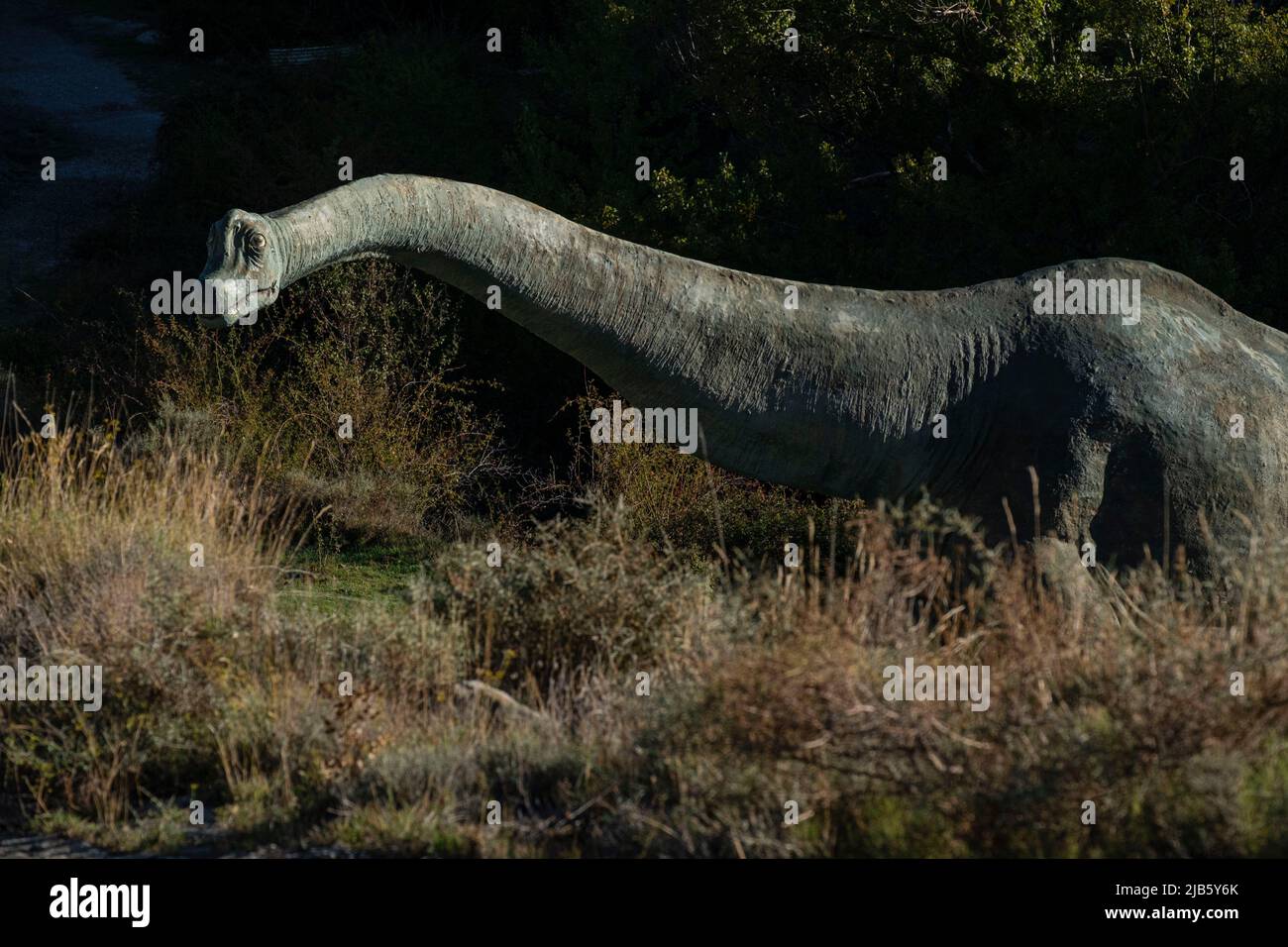 Brachiosaurus, life-size reproduction, Brachiosaurus altithorax, Valdecevillo site, Enciso, La Rioja, Spain, Europe. Stock Photo