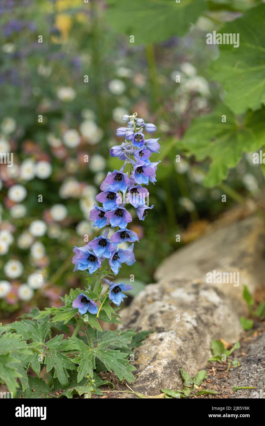 Close up of a beautiful blue dwarf delphinium, a cottage garden plant flowering at the front of an English summer border, England, UK Stock Photo