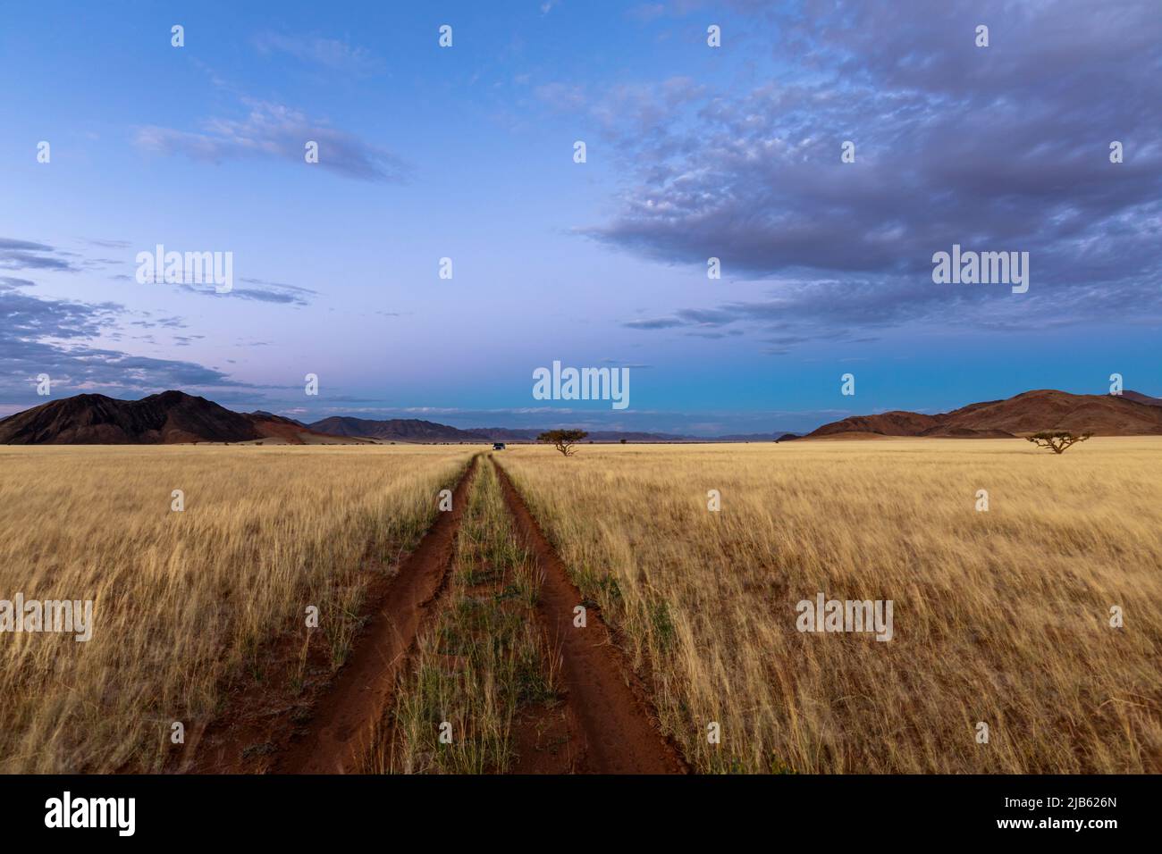 Sand tracks in dry grass under blue sky after sunset Namibia Stock Photo