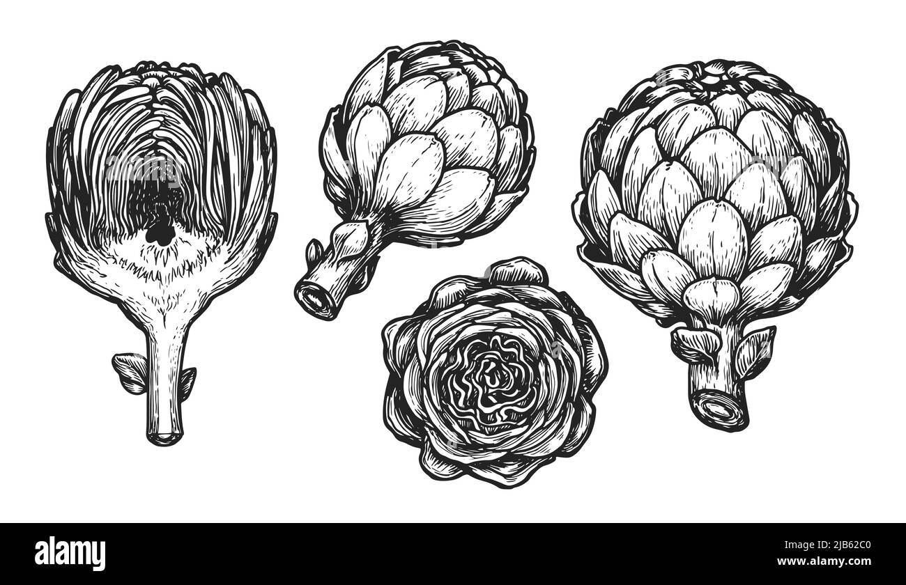 Artichoke sketch. Vegetables set hand drawn in vintage engraving style. Vector illustration Stock Vector