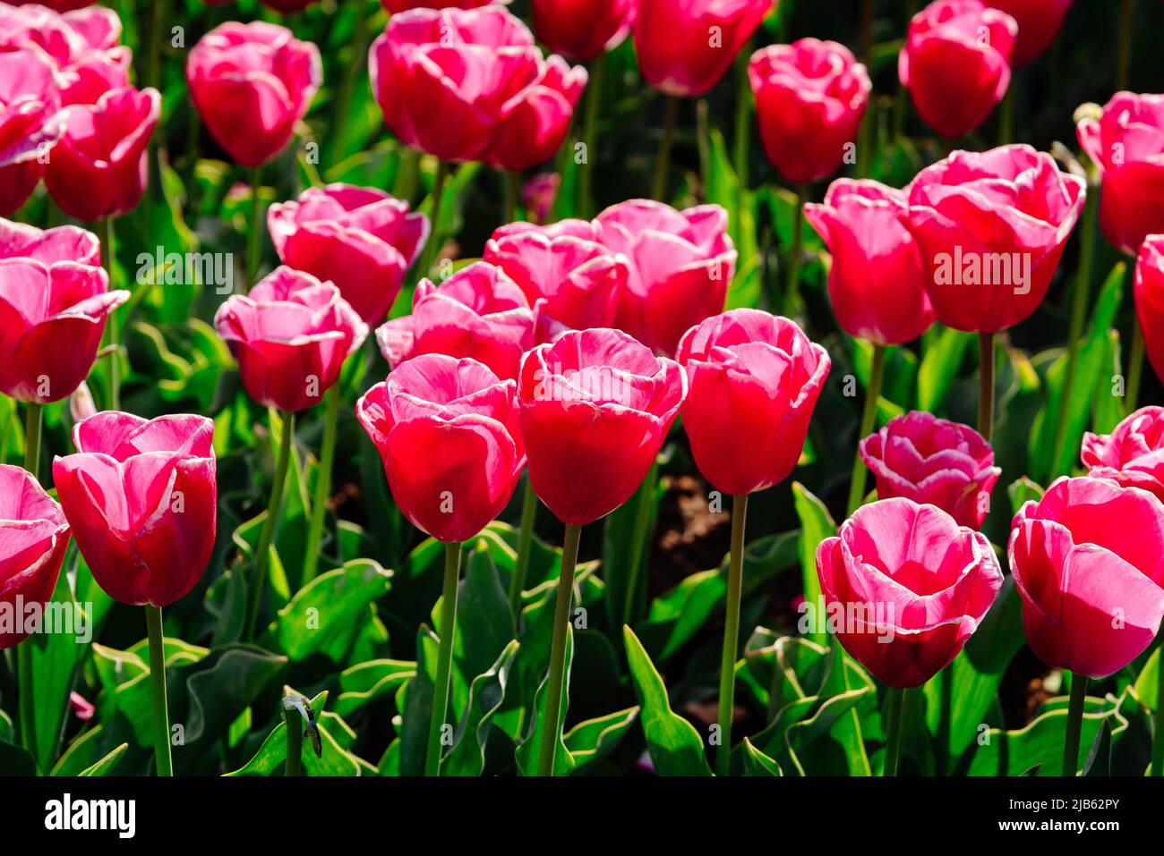 Colorful spring fresh dutch tulips. Pink color nature background. Stock Photo