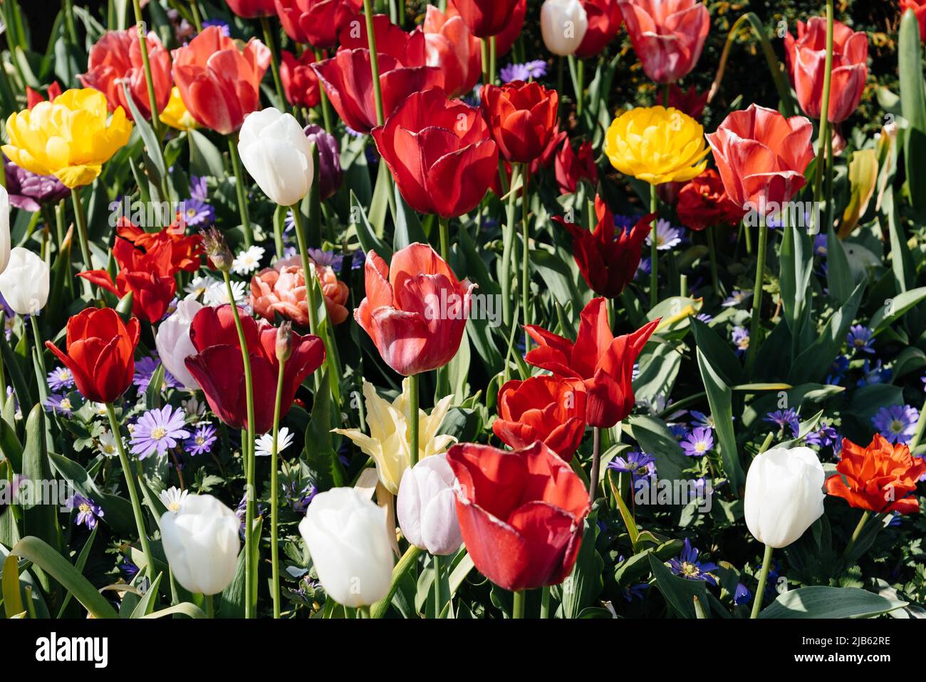 Field with assorted colors tulips. Colorful spring fresh dutch tulips. Nature background. Stock Photo