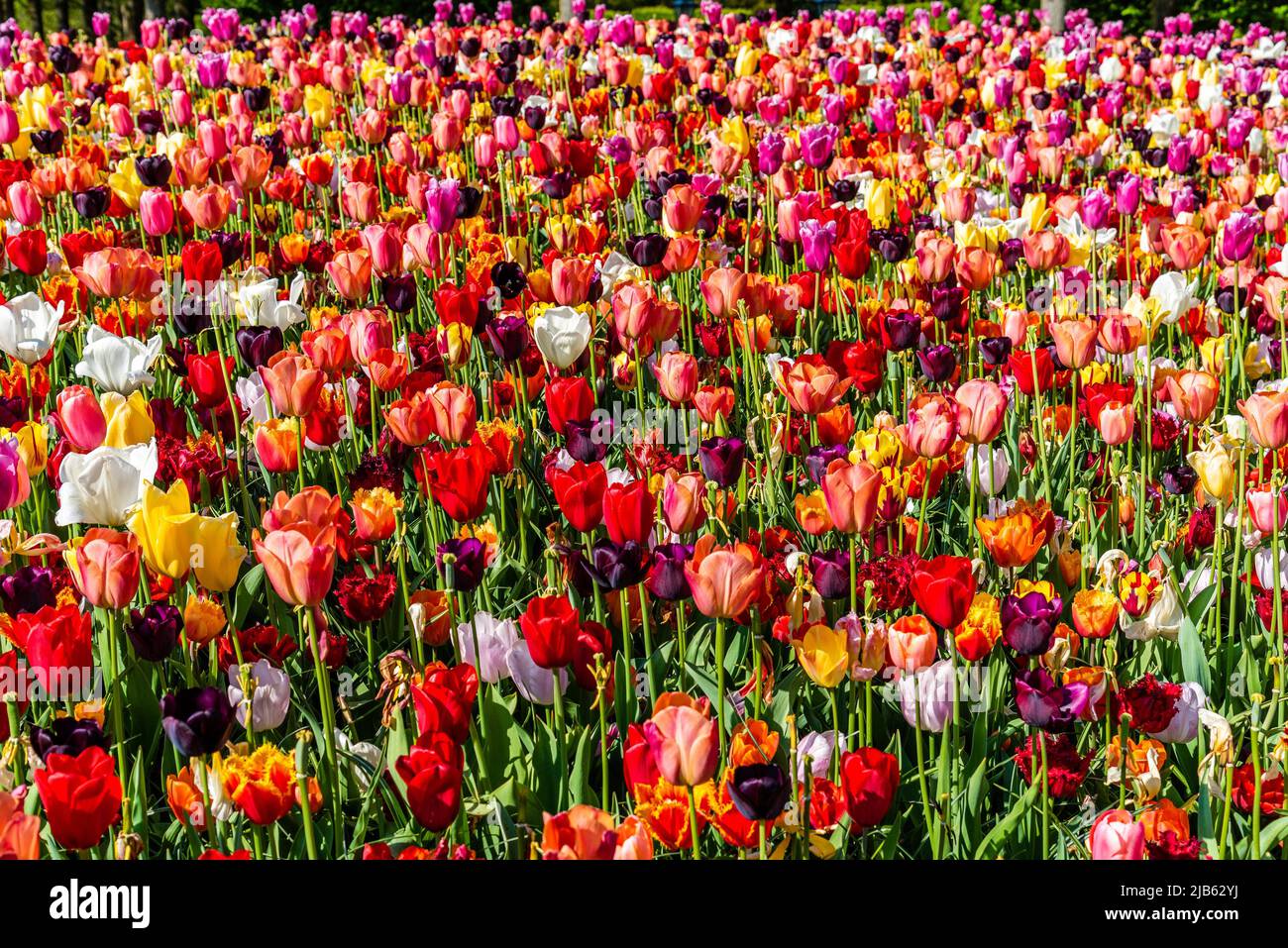 Field with assorted colors tulips. Colorful spring fresh dutch tulips. Nature background. Stock Photo
