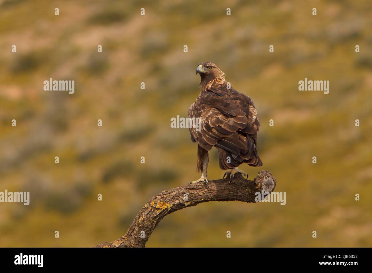 Golden Eagle Aquila Chrysaetos Male Specimen In The Sierra   Golden Eagle Aquila Chrysaetos Male Specimen In The Sierra Calderona Natural Park 2JB6352 