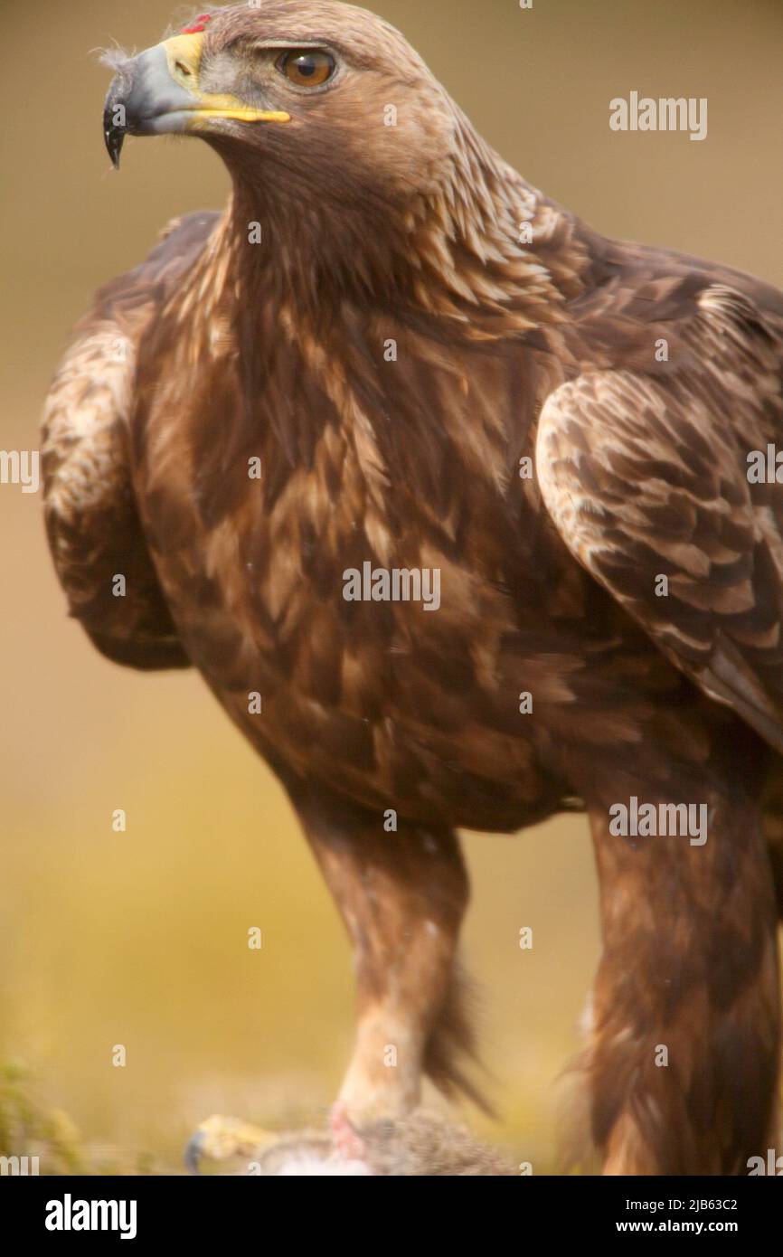 Are Dogs Allowed At Golden Eagle Park