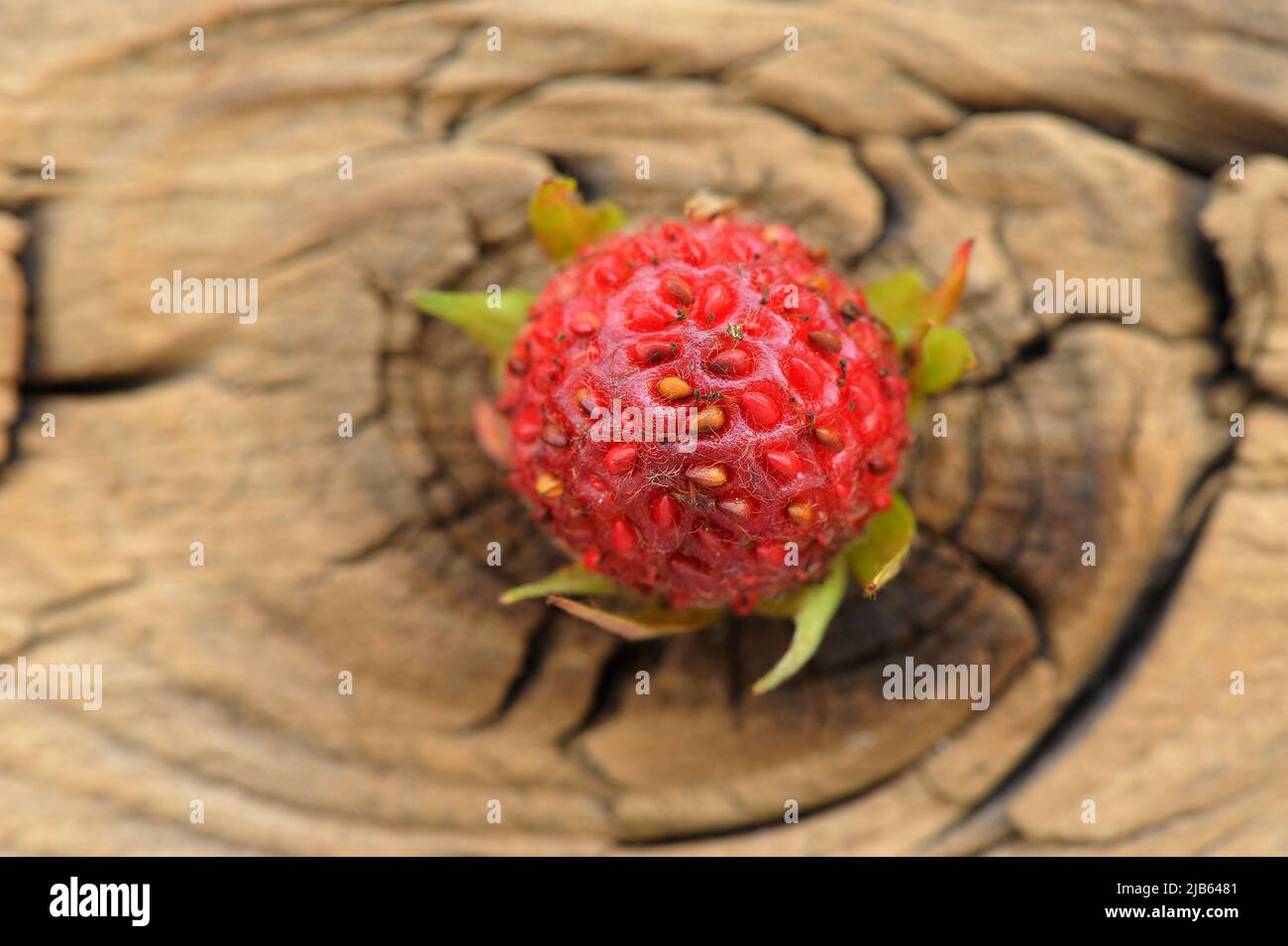 One wild strawberry Fragaria viridis on cracked wooden board horizontal Stock Photo