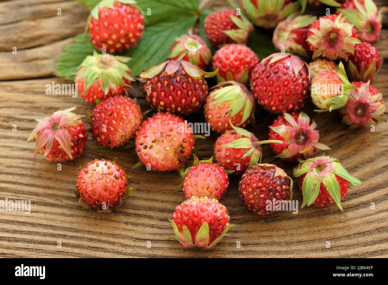Wild strawberries Fragaria viridis on wooden background closeup Stock Photo