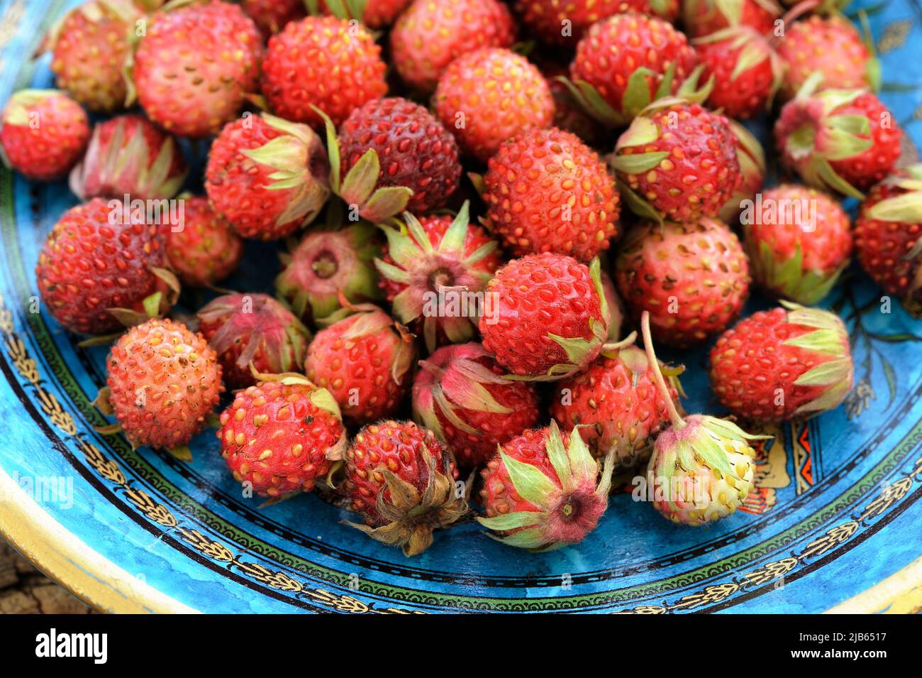 Wild strawberries Fragaria viridis in blue plate closeup macro Stock Photo