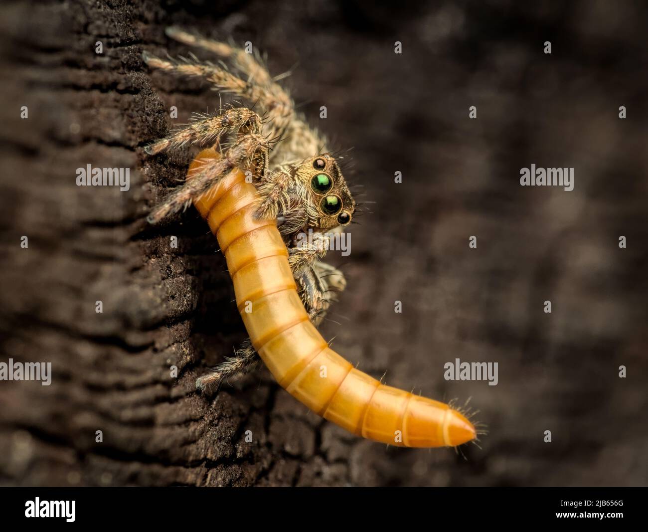 a jumping spider eating big caterpillar prey Stock Photo Alamy