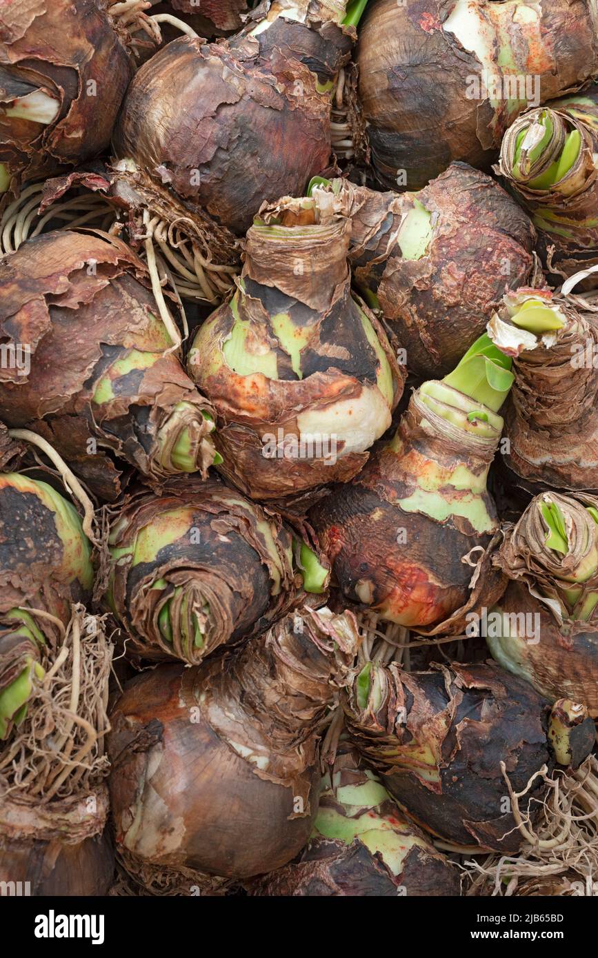 Amaryllis Bulb With Roots Stock Photo