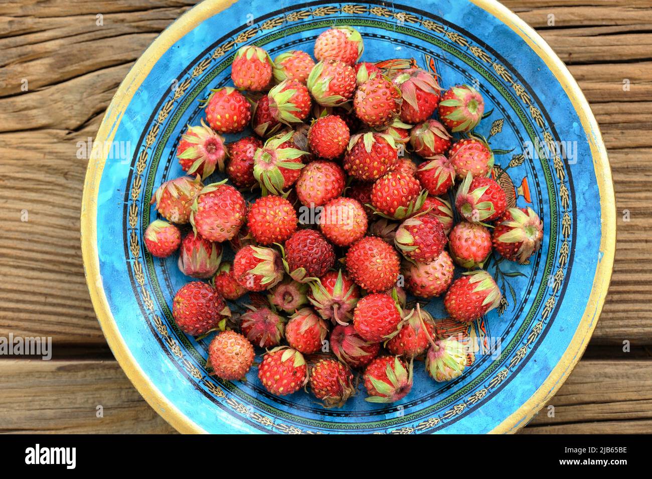 Wild strawberries Fragaria viridis in blue plate on wooden table top view Stock Photo