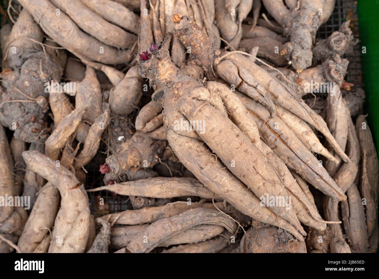 Incarvillea Delavayi Bulb With Roots Stock Photo