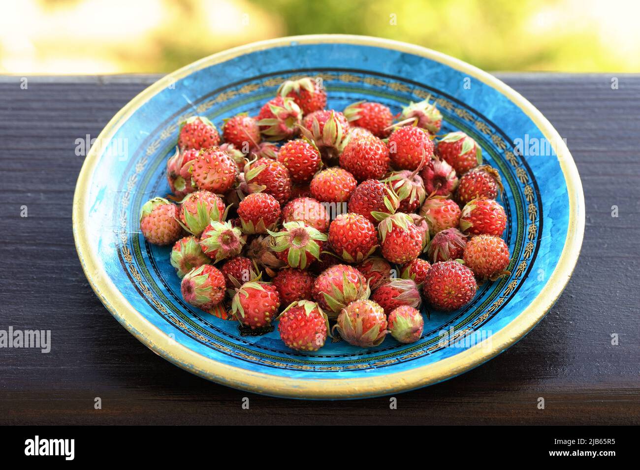 Wild strawberries Fragaria viridis in blue plate closeup Stock Photo