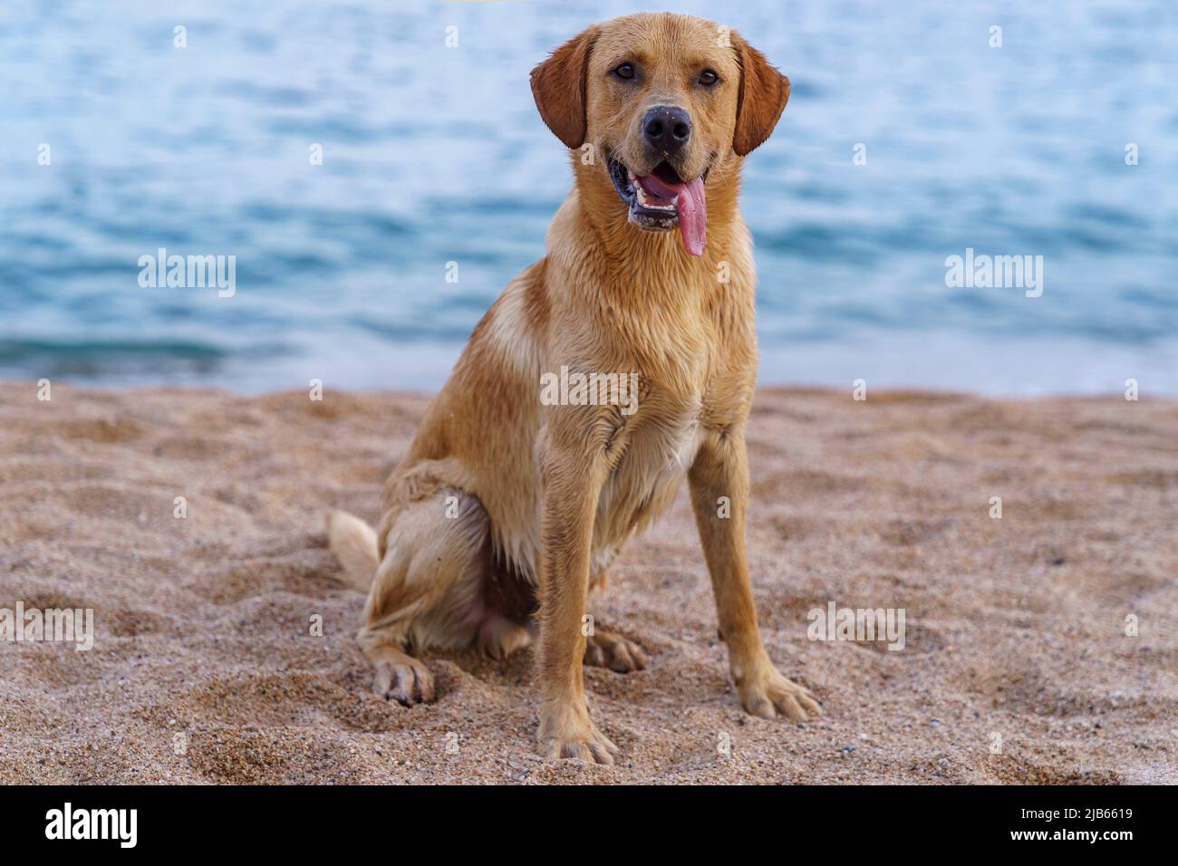 What Is A Golden Retriever Labrador Retriever Cross Called