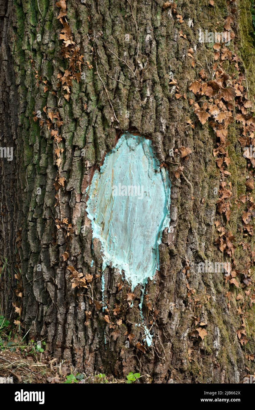 Tree Painted to Preserve the Trunk From Fungal Attack Stock Photo Alamy