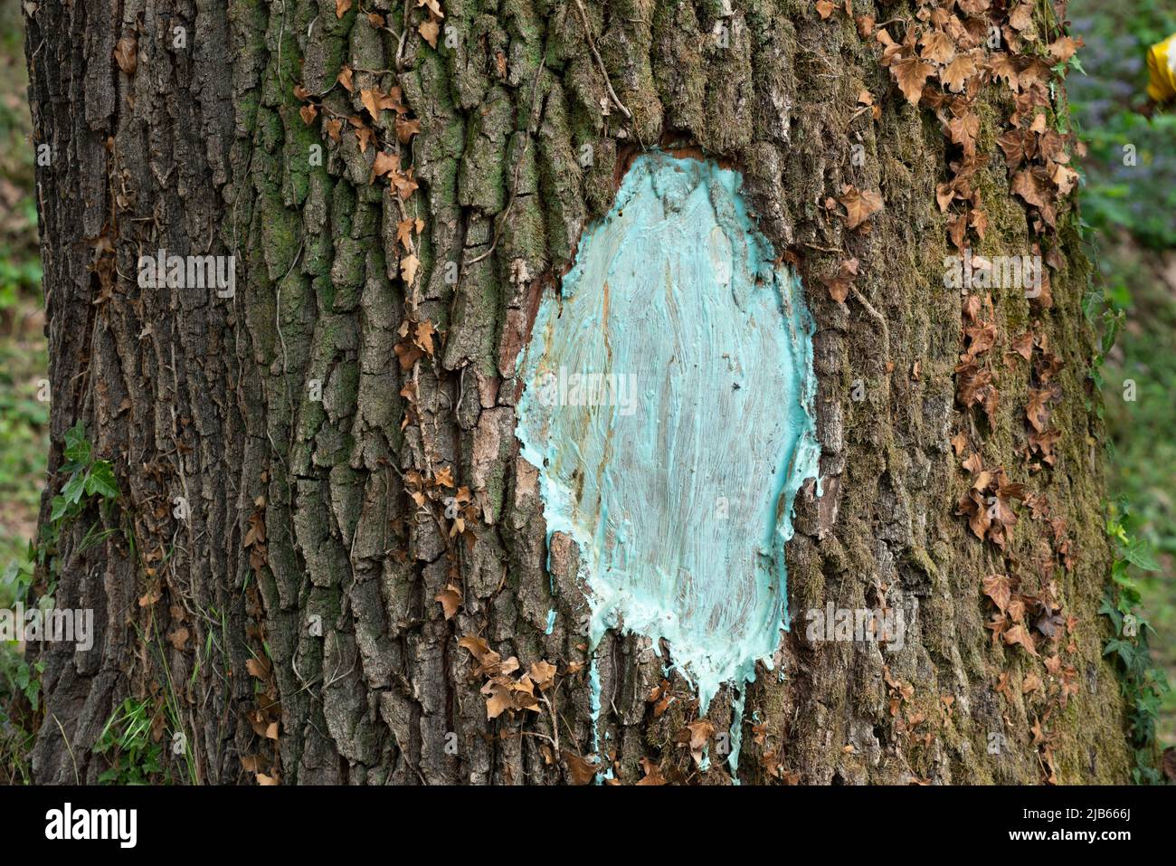 Tree Painted to Preserve the Trunk From Fungal Attack Stock Photo Alamy