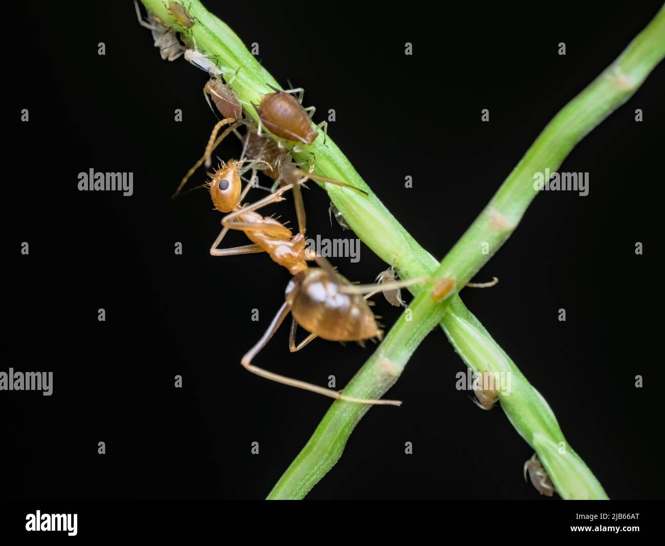 Crazy yellow ant doing symbiosis mutualism with apids on the grass Stock Photo
