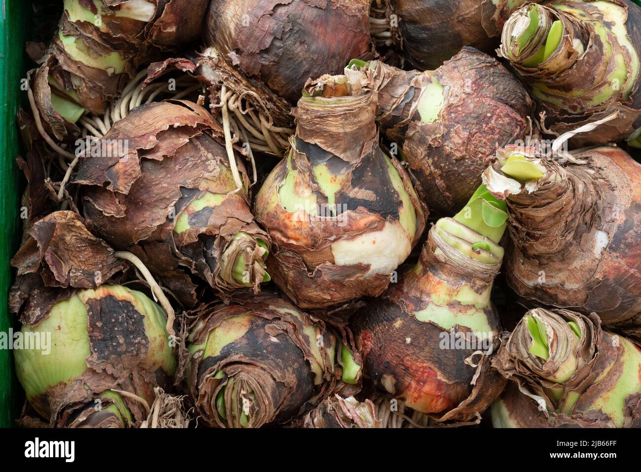 Amaryllis Bulb With Roots Stock Photo Alamy