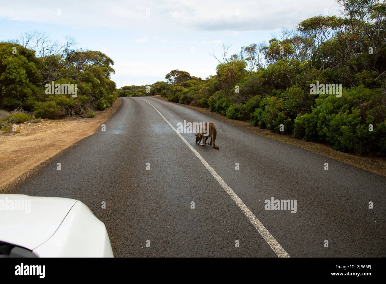 Kangaroo on the Road Kangaroo Island Australia Stock Photo Alamy