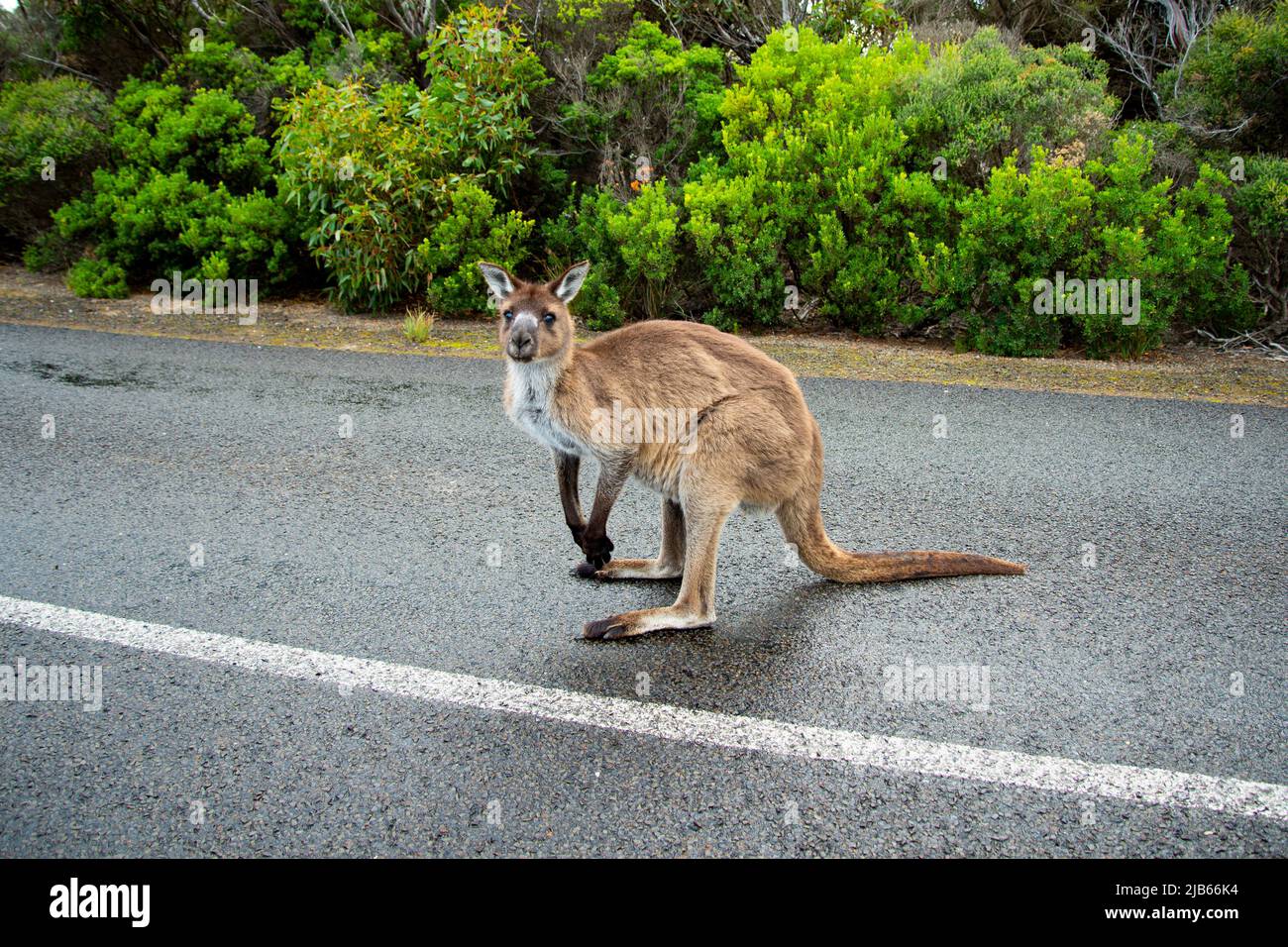 Kangaroo on the Road Kangaroo Island Australia Stock Photo Alamy