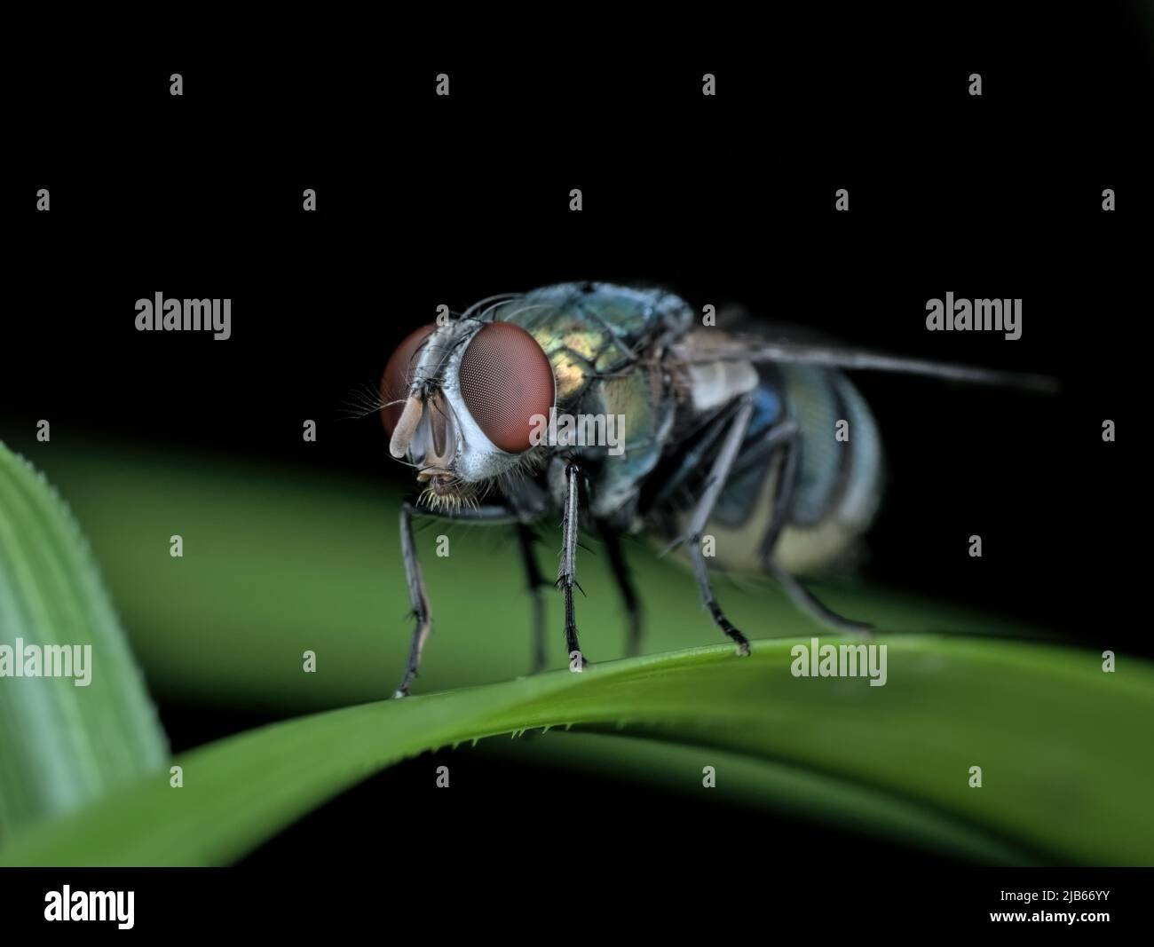 closeup common green bottle fly on the grass Stock Photo