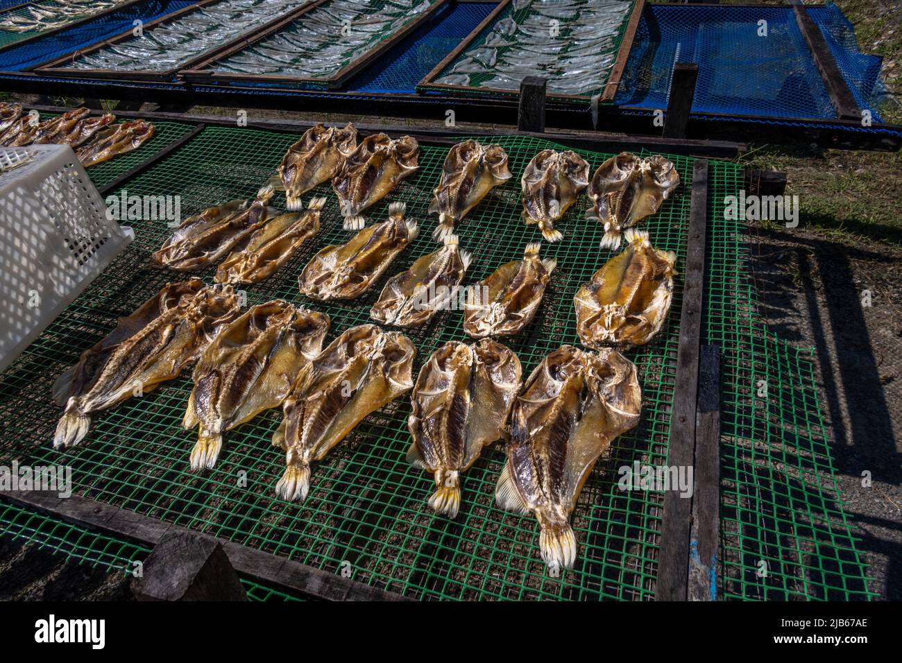Drying salted fish in Kampung Maludam, Sarawak, East Malaysia, Borneo