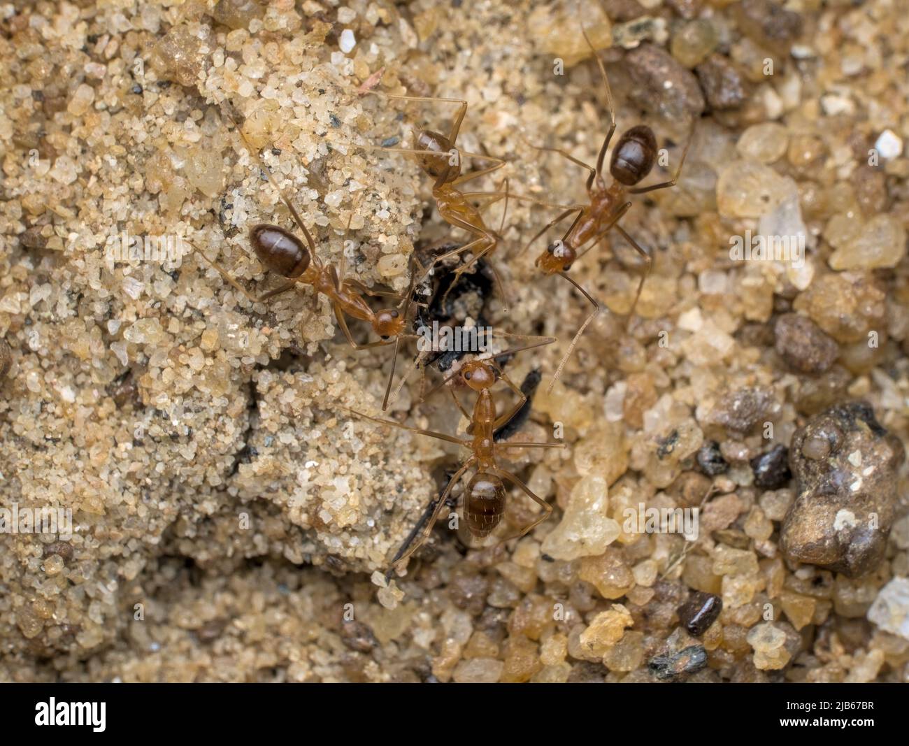 crazy yellow ants eat prey on the sand Stock Photo