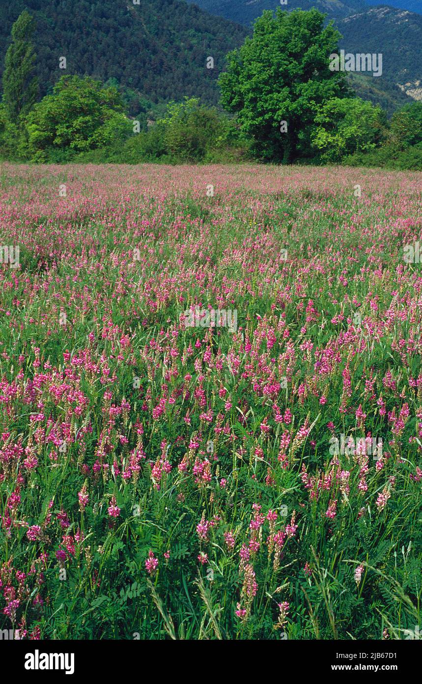 Flowered field. Broto valley, Huesca province, Aragon, Spain. Stock Photo