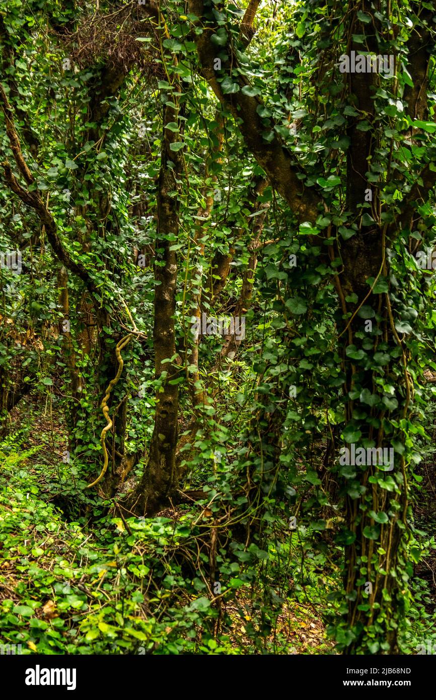 Anga de Heroismo, Terceira Island, Azores, Portugal May, 2022